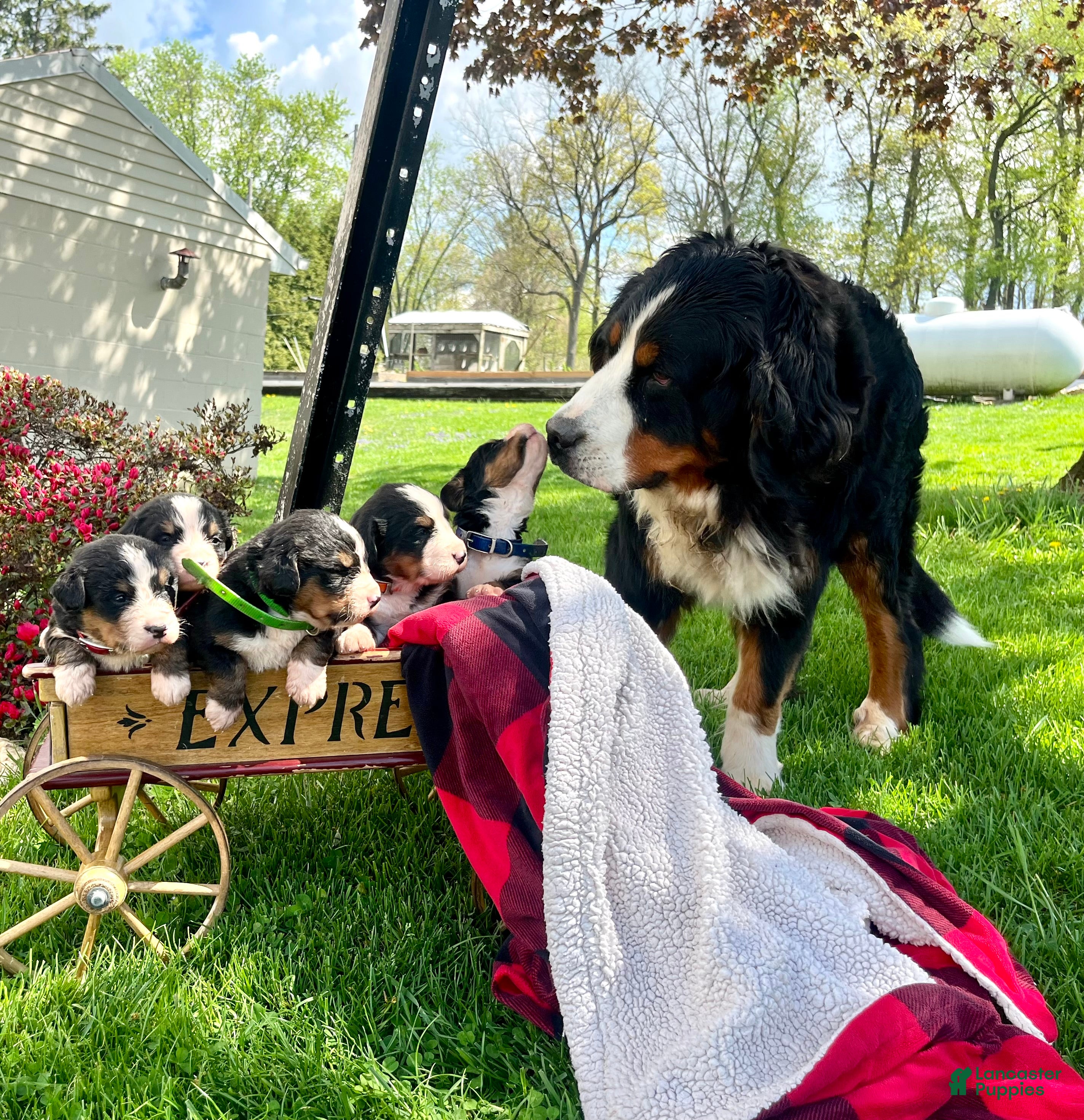 Bernese Mountain Dog dogs Lucy❤️🐾AKC Hip Cert ❤️Text 717-366-6652 - Ad 37