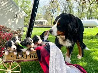 Bernese Mountain Dog dogs Lucy❤️🐾AKC Hip Cert ❤️Text 717-366-6652 - Ad 37