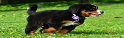 Bernese Mountain Dog dogs for sale: Nora - Ad 13