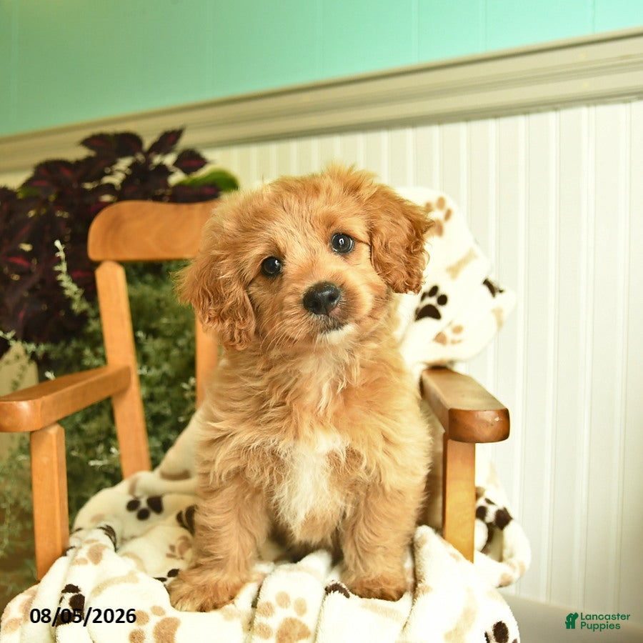 Shihpoo dogs Mindy  - Ad 2