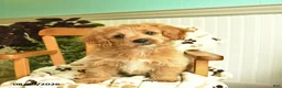 Shihpoo dogs for sale: Mindy  - Ad 2