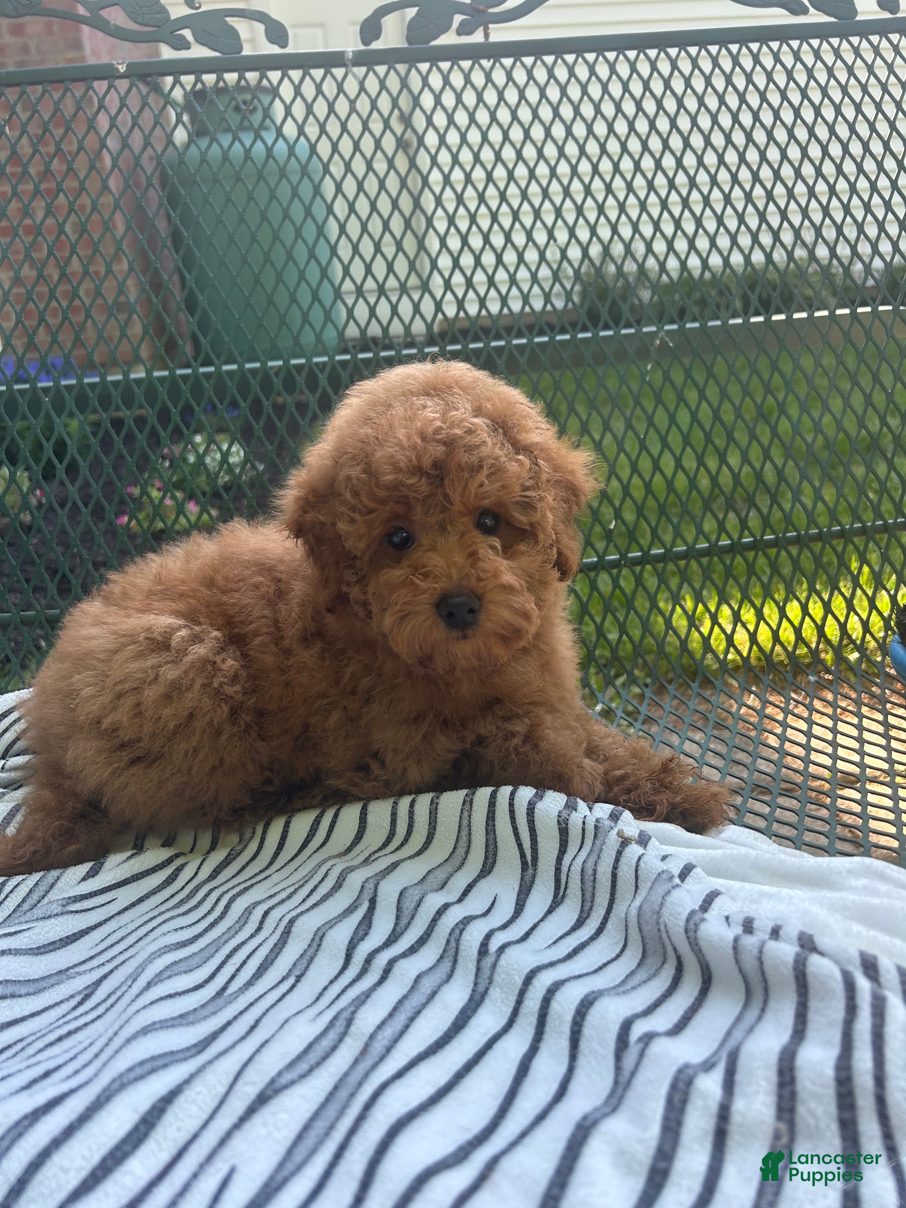 Maltipoo dogs Red Female  - Ad 2