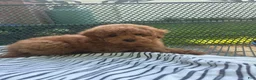 Maltipoo dogs for sale: Red Female  - Ad 2