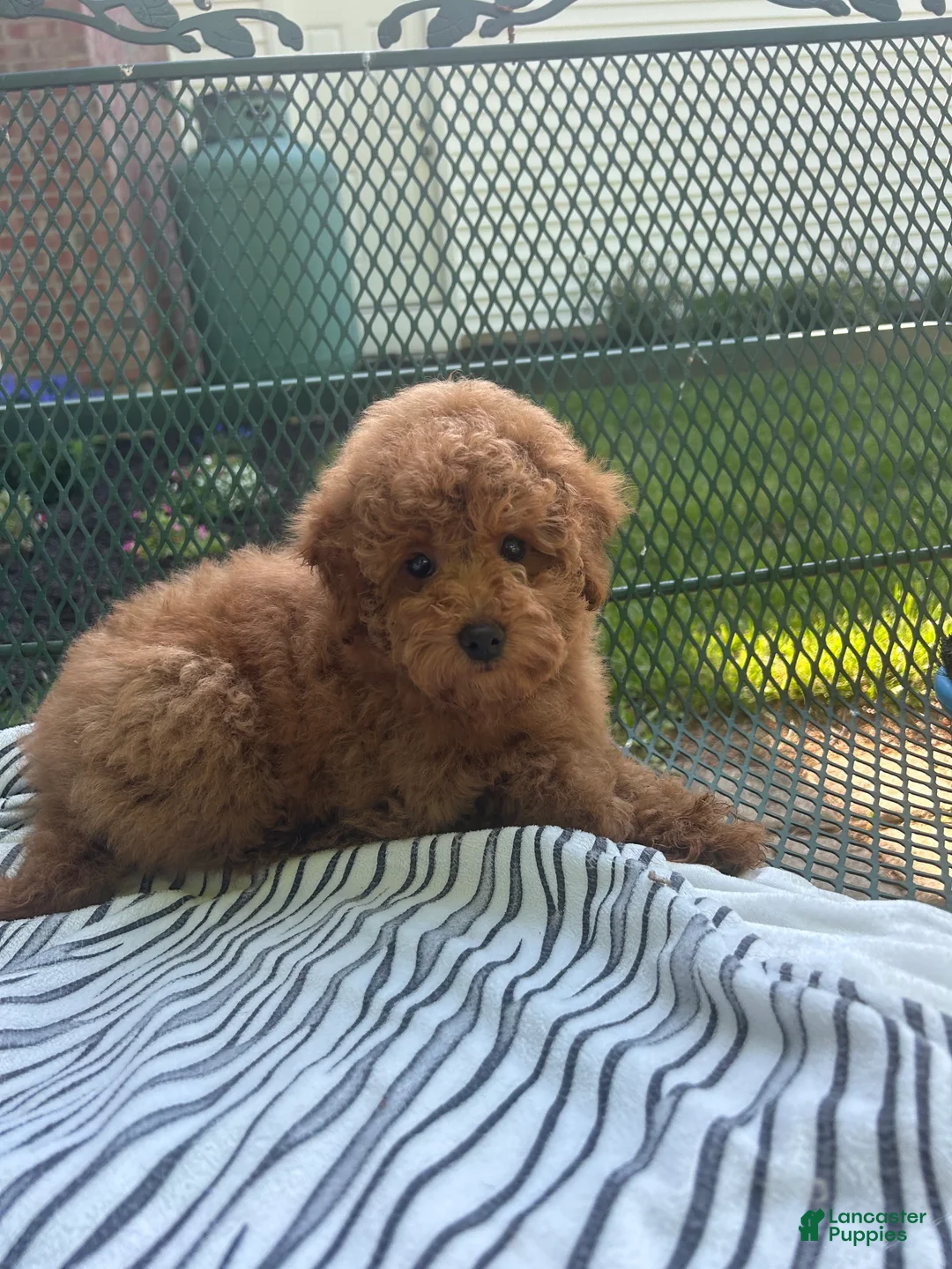 Maltipoo dogs for sale: Red Female  - Ad 2
