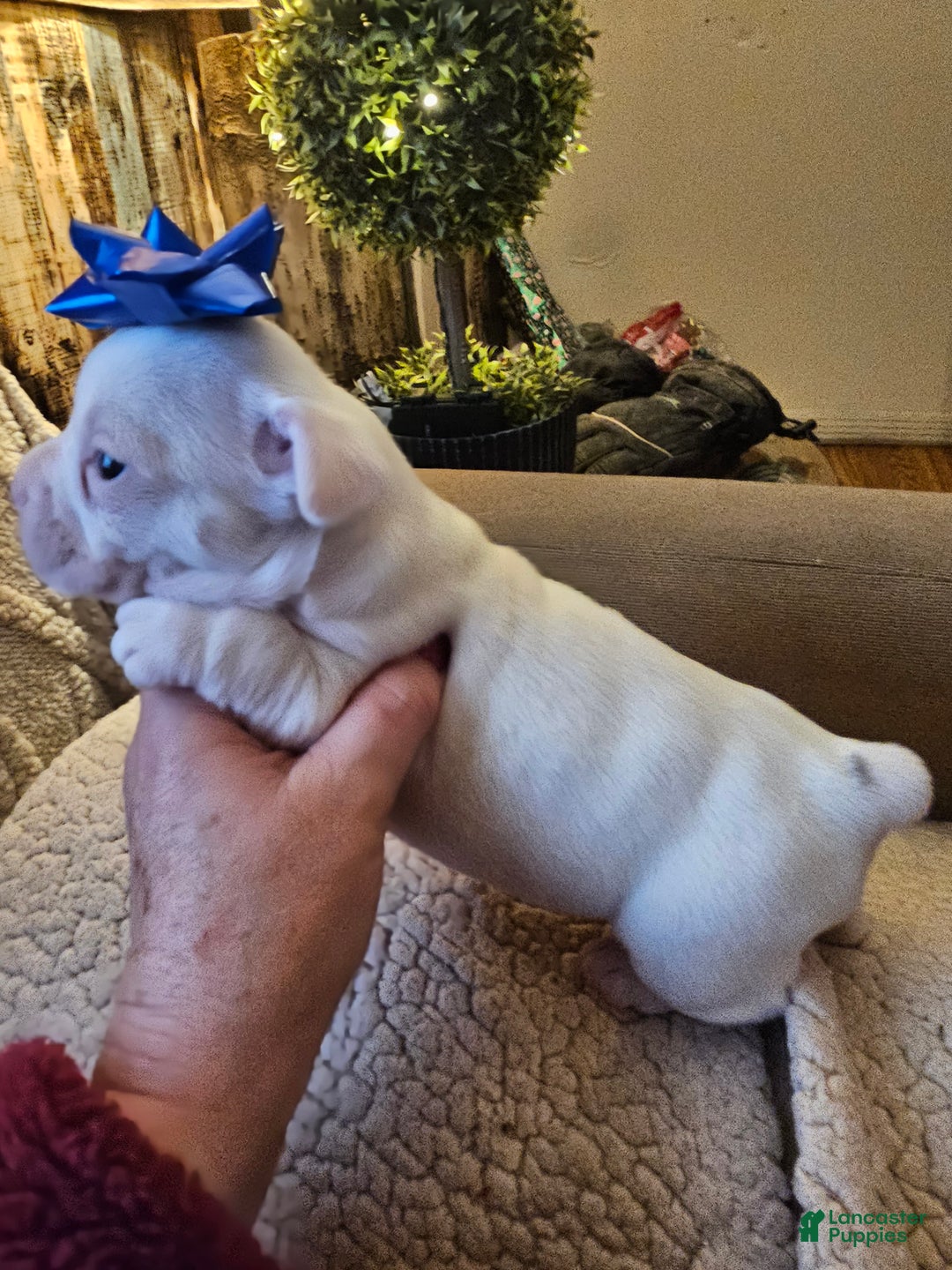 Frenchton dogs for sale: Frenchton Casper  - Ad 3