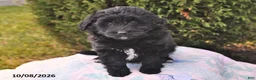 Mini Aussiedoodle dogs for sale: Samantha - Ad 4