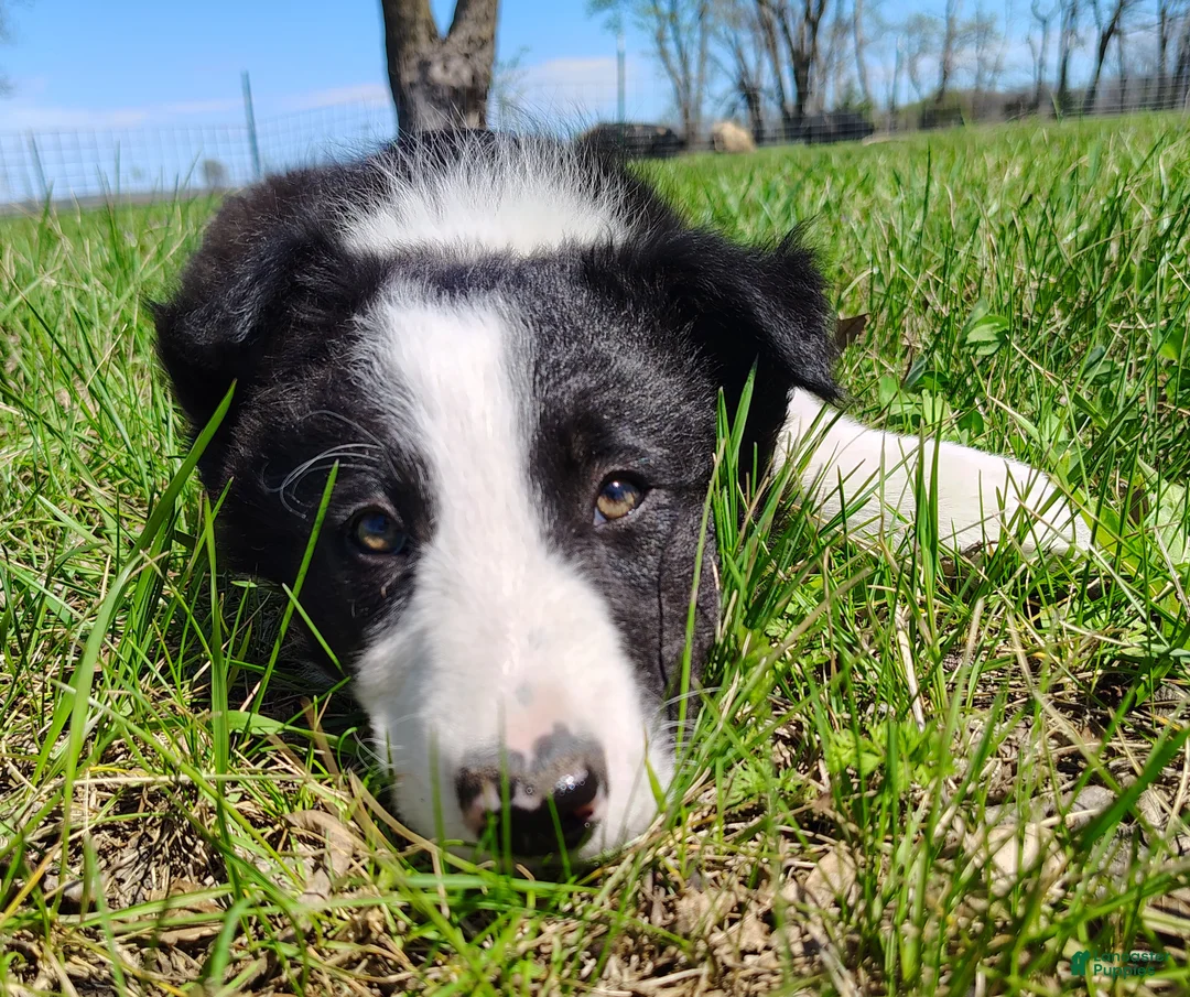 Border Collie dogs for sale: Linus - Ad 1