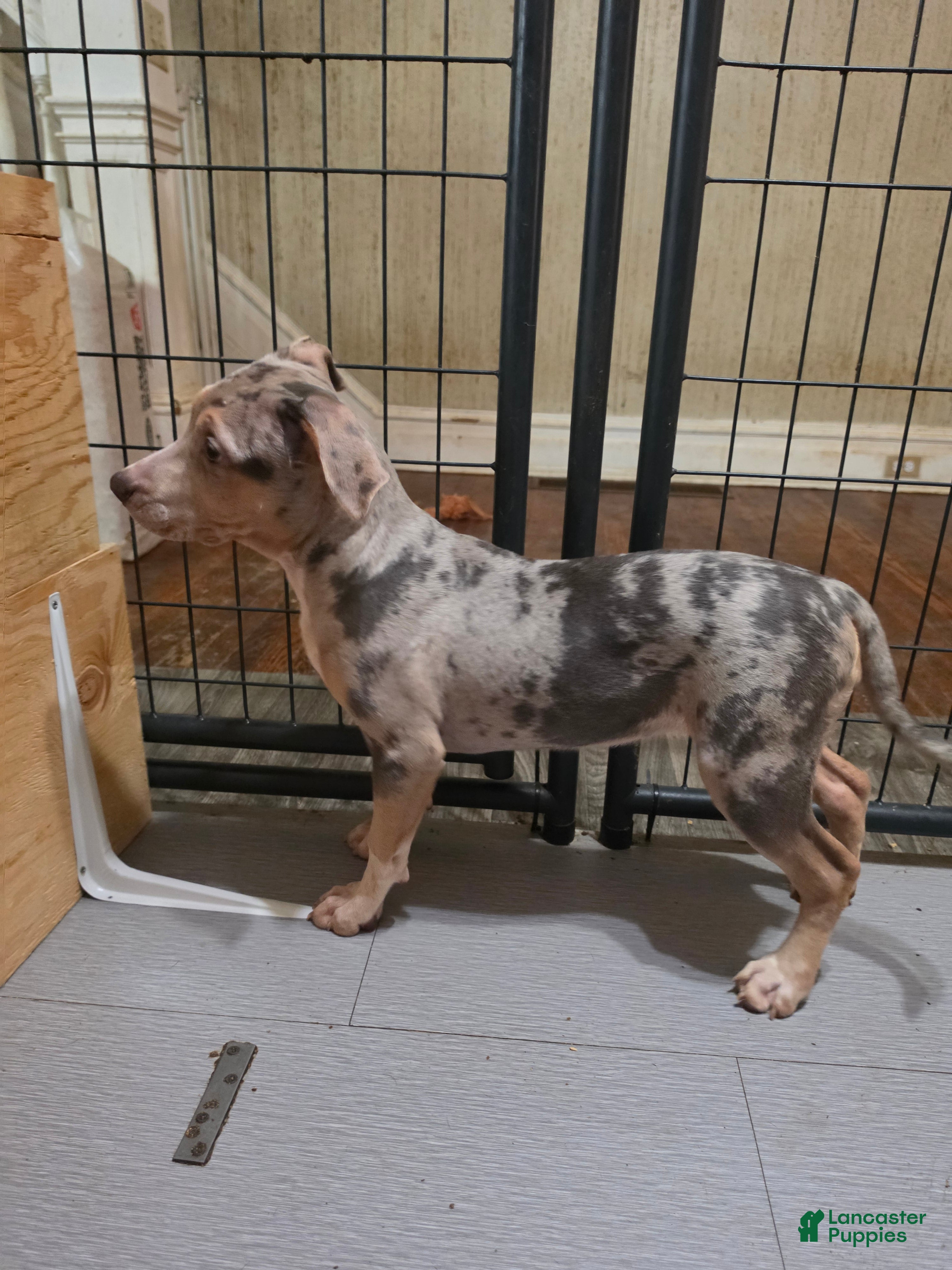 American Bully dogs American Bully 5 female - Ad 2