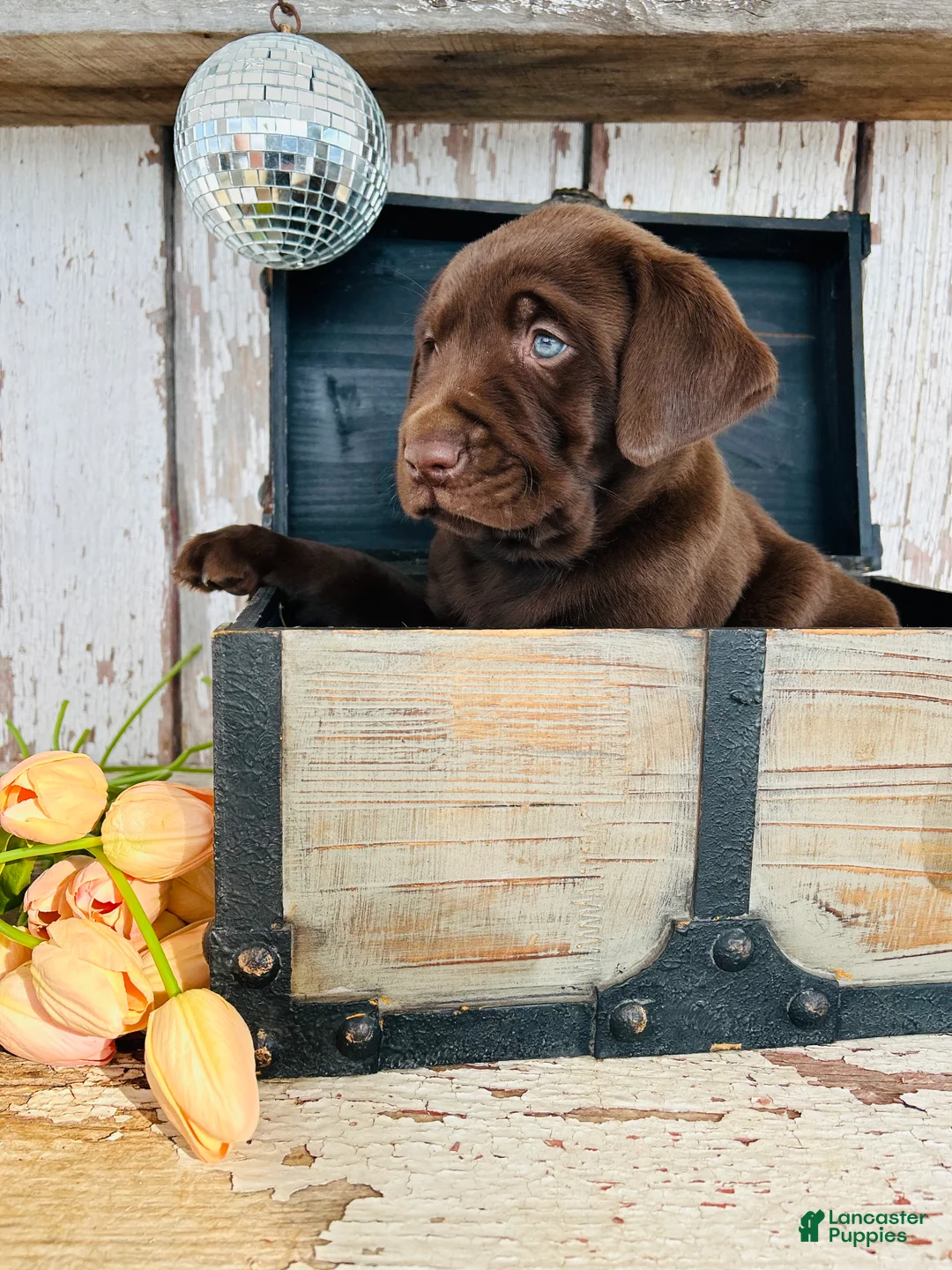 Labrador Retriever dogs for sale: Dexter - Ad 1