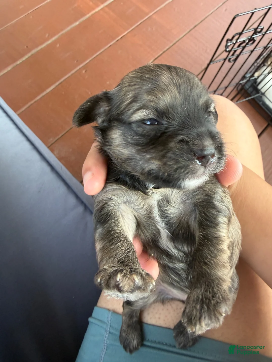 Mixed Breed dogs for sale: Mixed Breed 1 - Ad 1