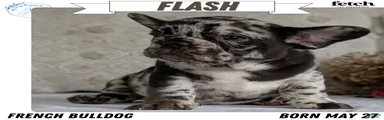 Flash