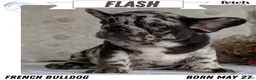 French Bulldog dogs for sale: Flash - Ad 1