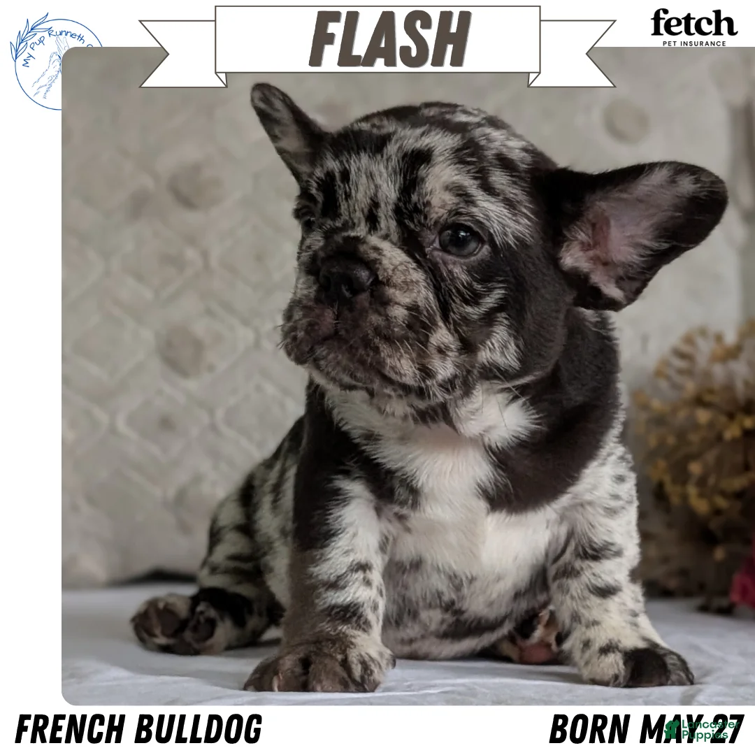 French Bulldog dogs for sale: Flash - Ad 1