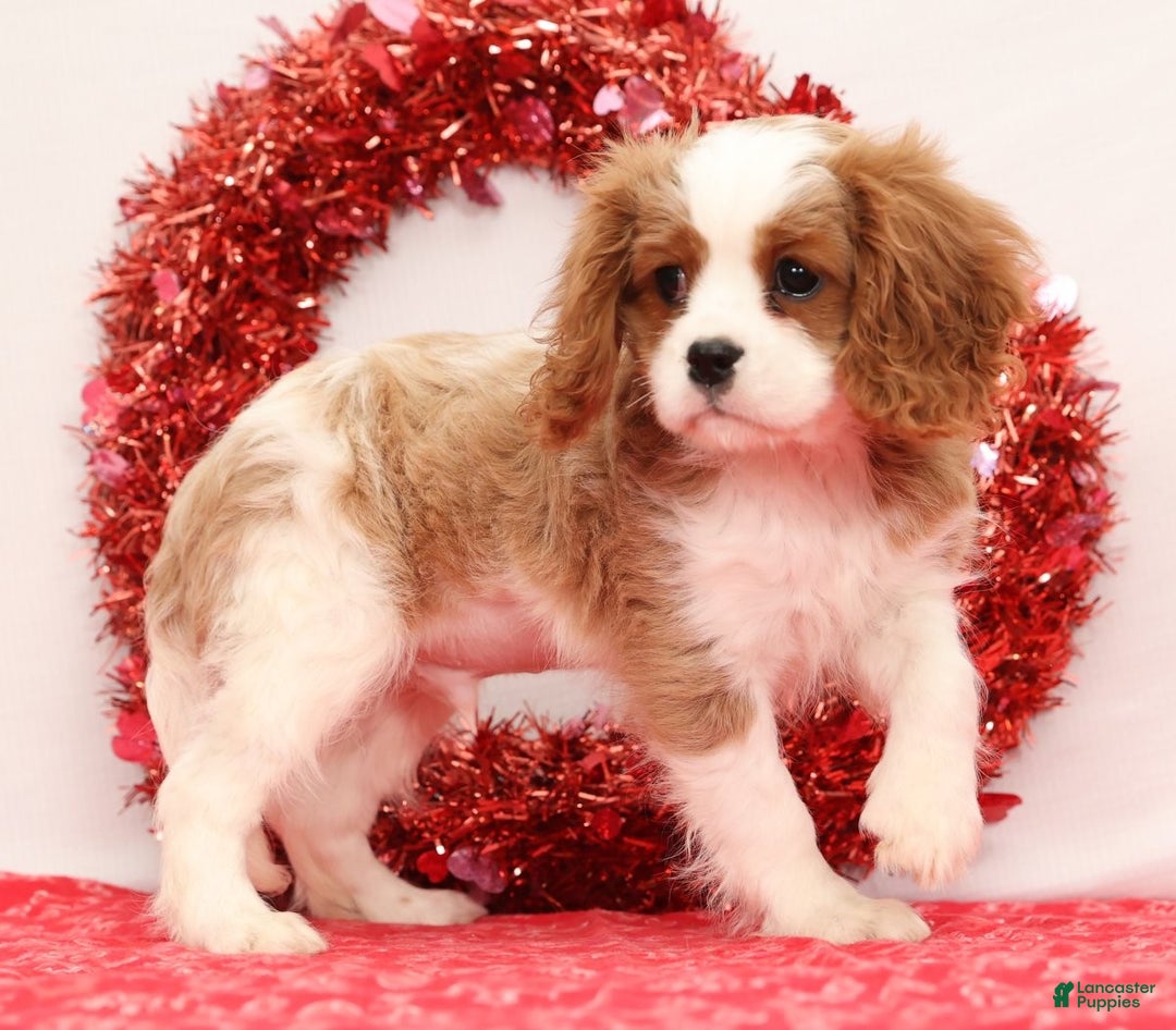 Cavalier King Charles Spaniel dogs for sale: Logan - Ad 4