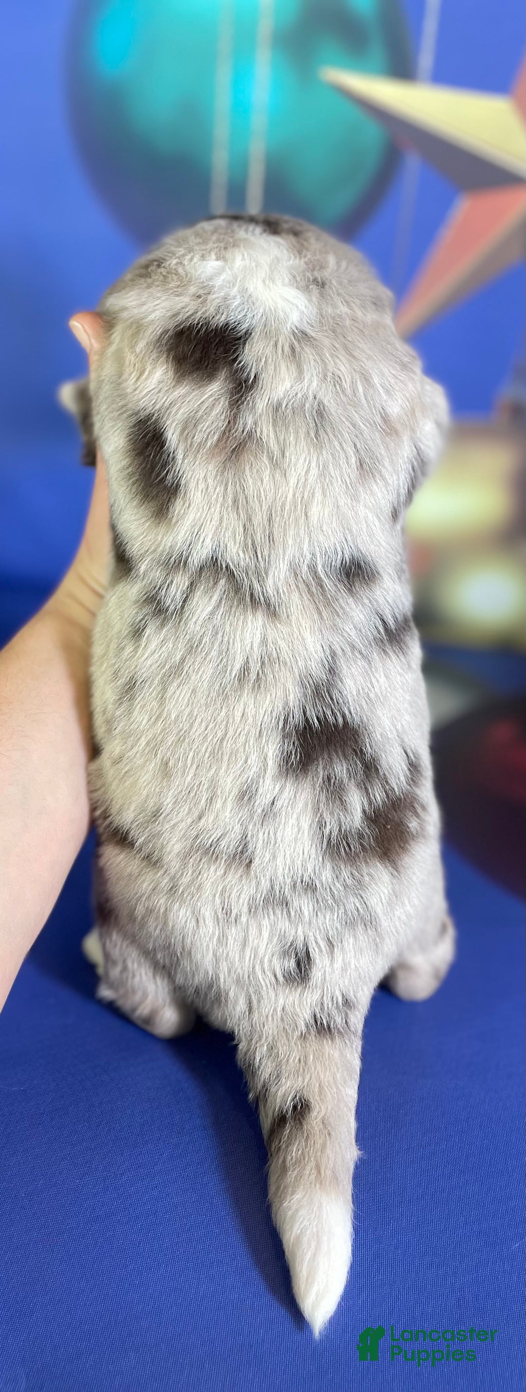 Mixed Breed dogs for sale: Studdly OFA DNA  - Ad 3