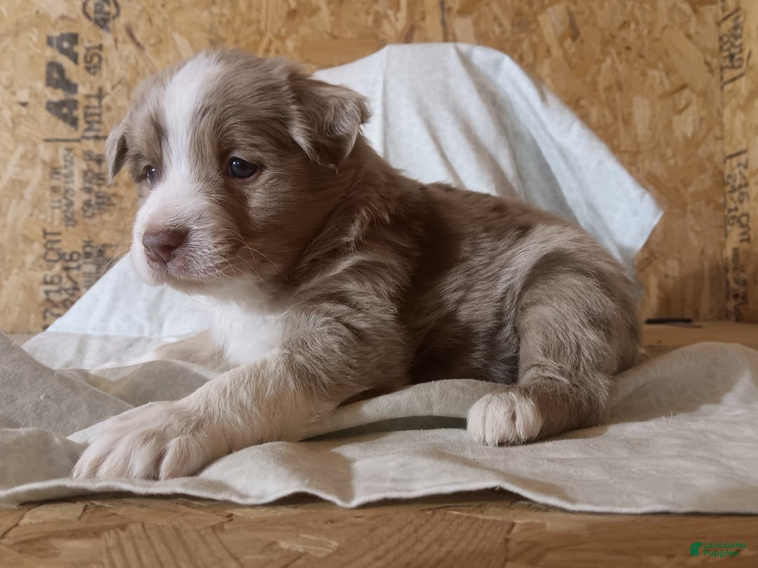 Australian Shepherd dogs for sale: Biscuit - Ad 5