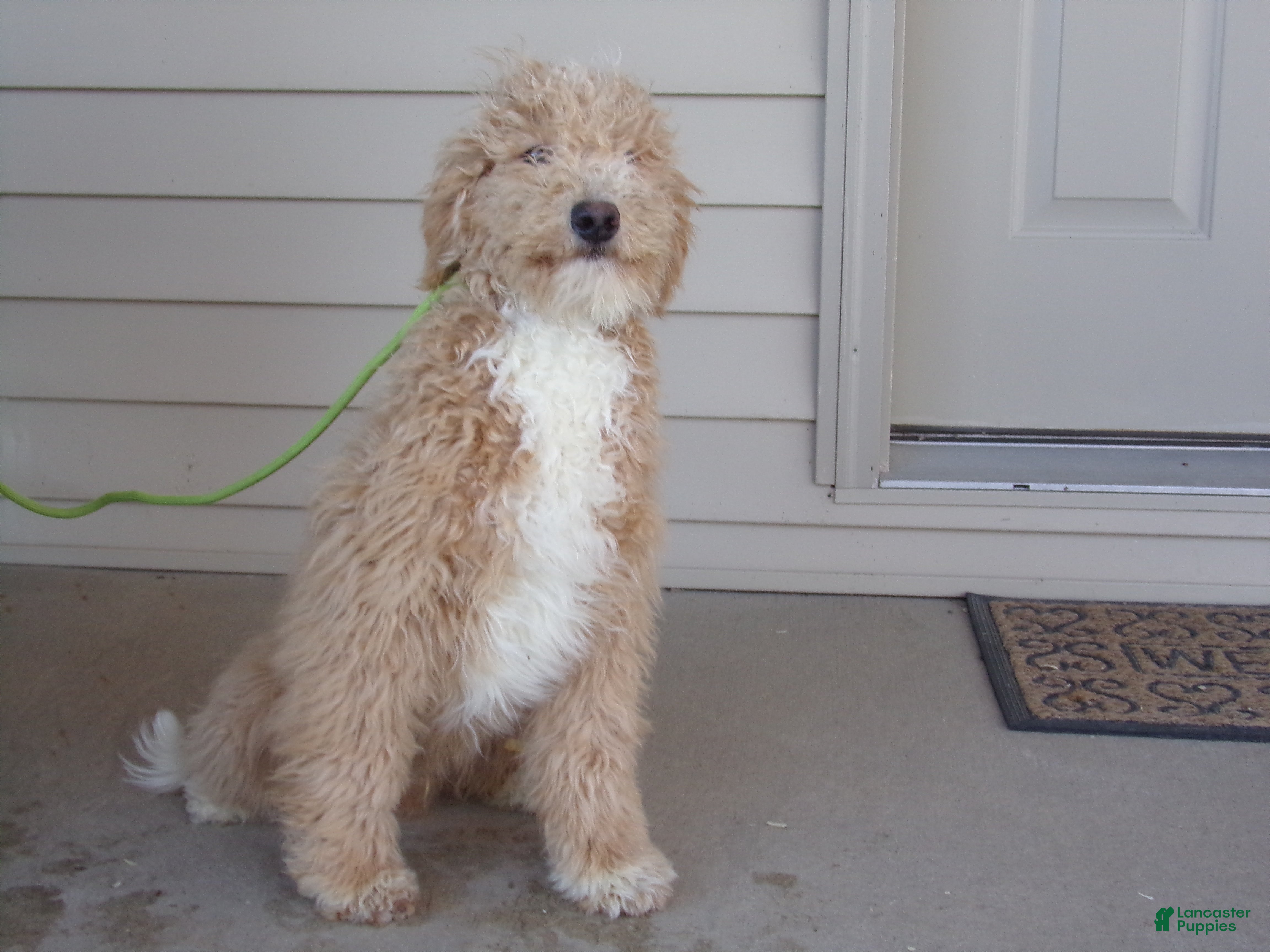 Aussiedoodle dogs Roscoe - Ad 2