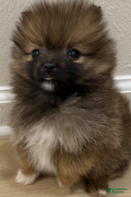 Pomeranian dogs Pomeranian Girl 1 - Ad 11