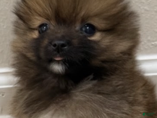 Pomeranian dogs Pomeranian Girl 1 - Ad 11