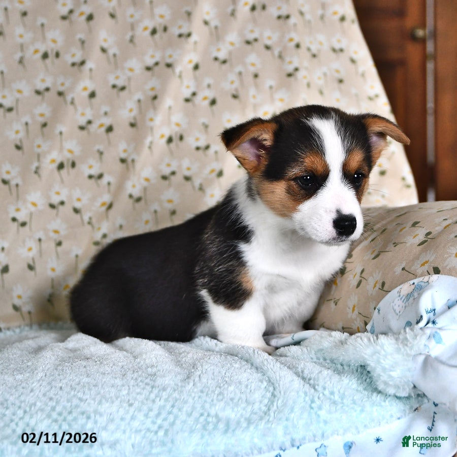 Welsh Corgi Pembroke dogs Mia   - Ad 2