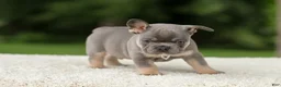 French Bulldog dogs for sale: Dallas - Ad 15