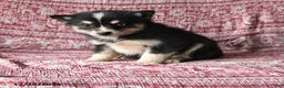 Pomsky dogs for sale: Lucy - Ad 1