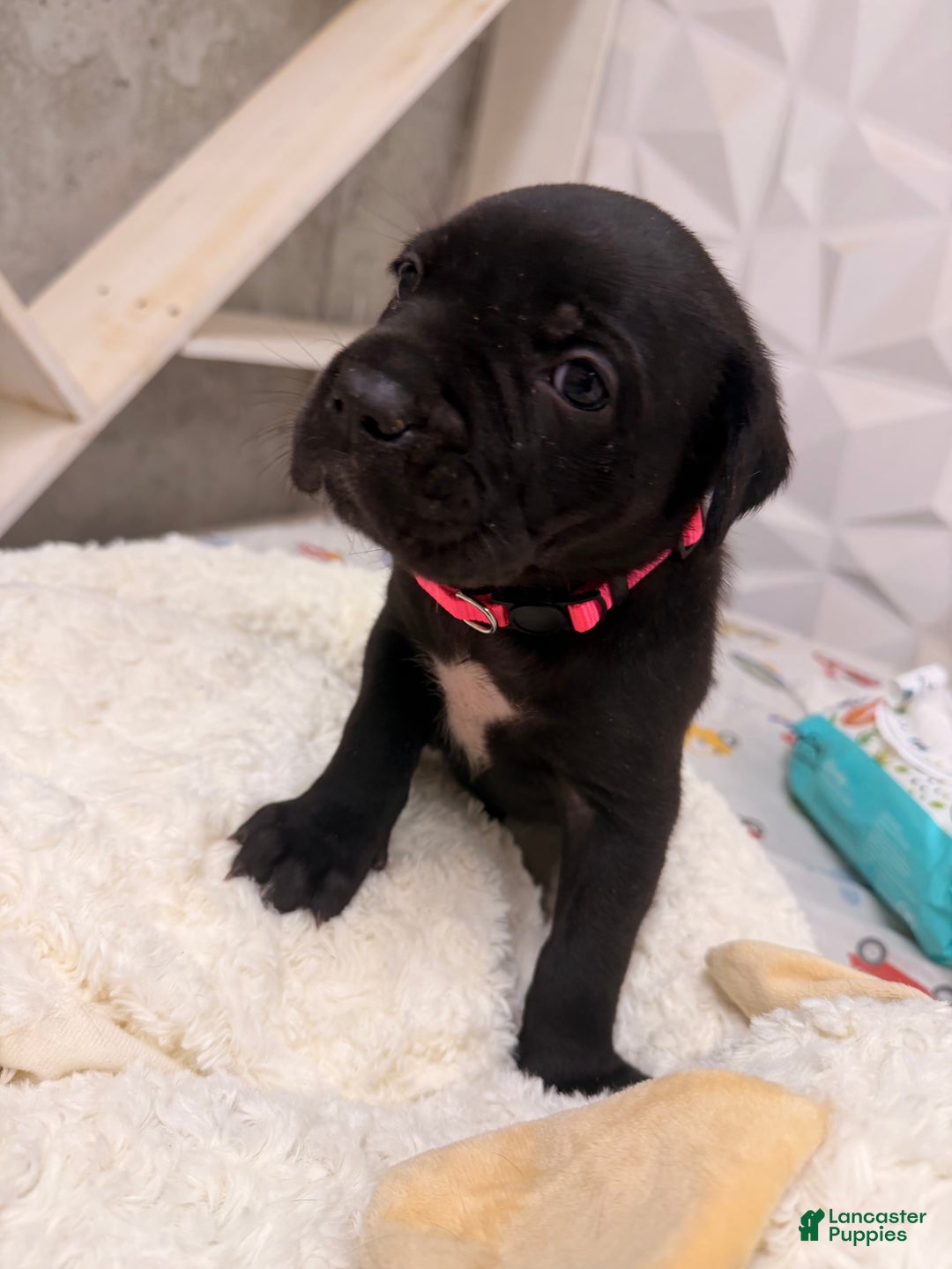 Cane Corso dogs for sale: Cane Corso Puppy 3 - Ad 4