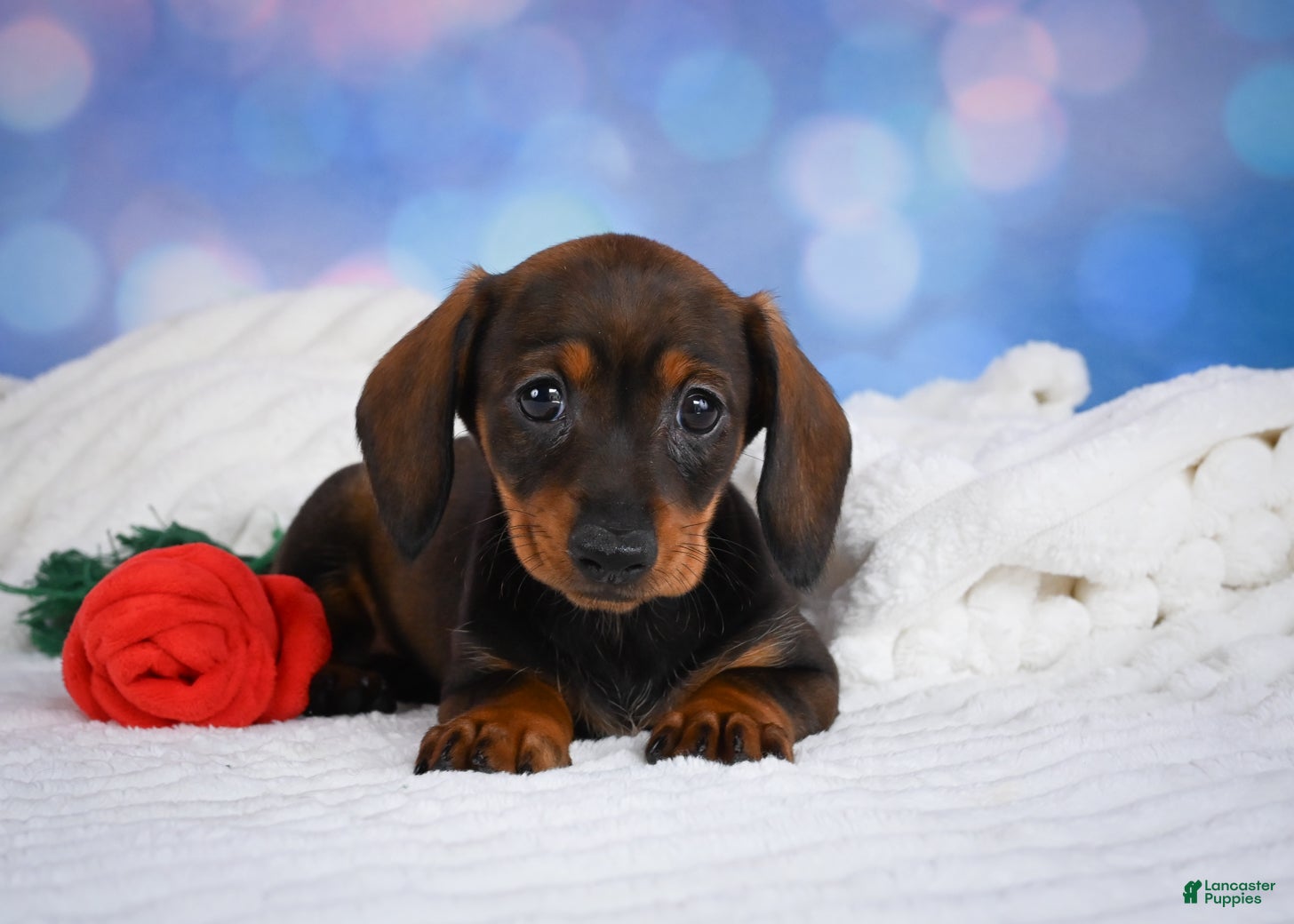 Miniature Dachshund dogs Millie - Ad 2