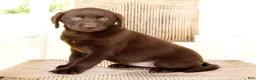 Labrador Retriever dogs for sale: Kelly - Ad 6