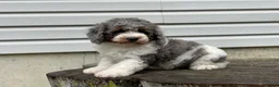 Miniature Poodle dogs for sale: Denzel Miniature Poodle  - Ad 6