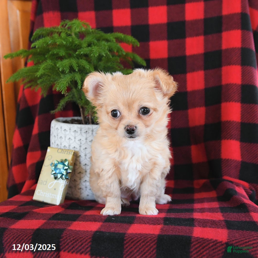 Chihuahua dogs for sale: Abby - Ad 2