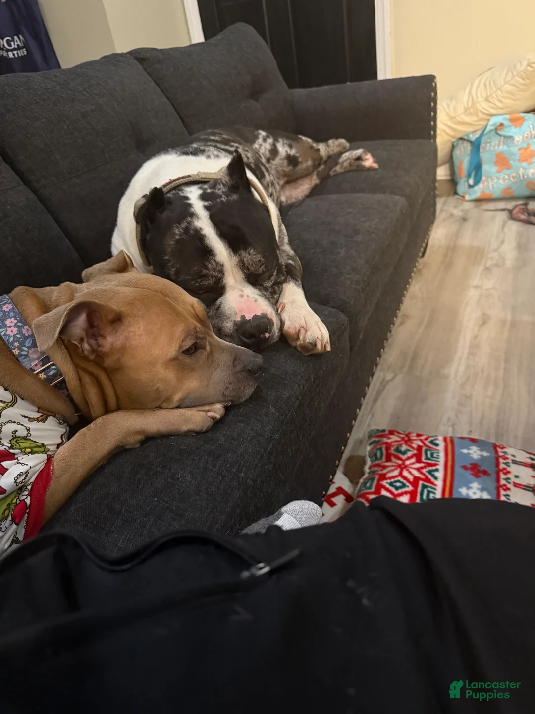 Mixed Breed dogs for sale: Miracle - Ad 4