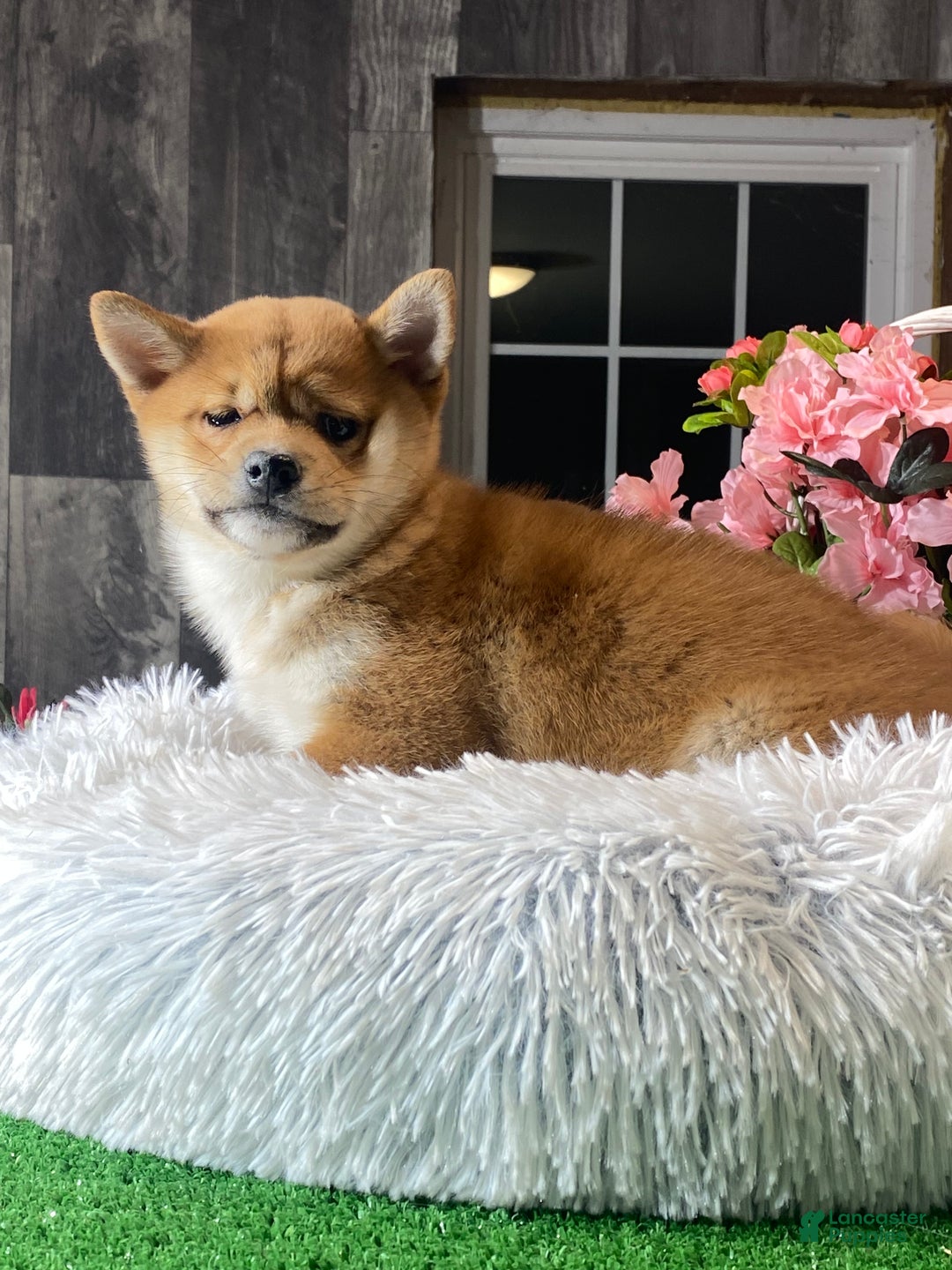Shiba Inu dogs for sale: Isabella  - Ad 2