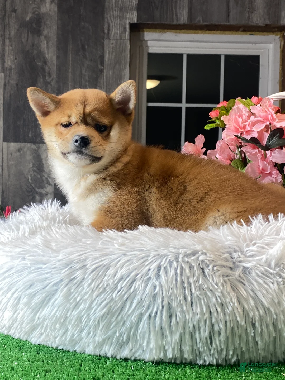 Shiba Inu dogs for sale: Isabella  - Ad 2