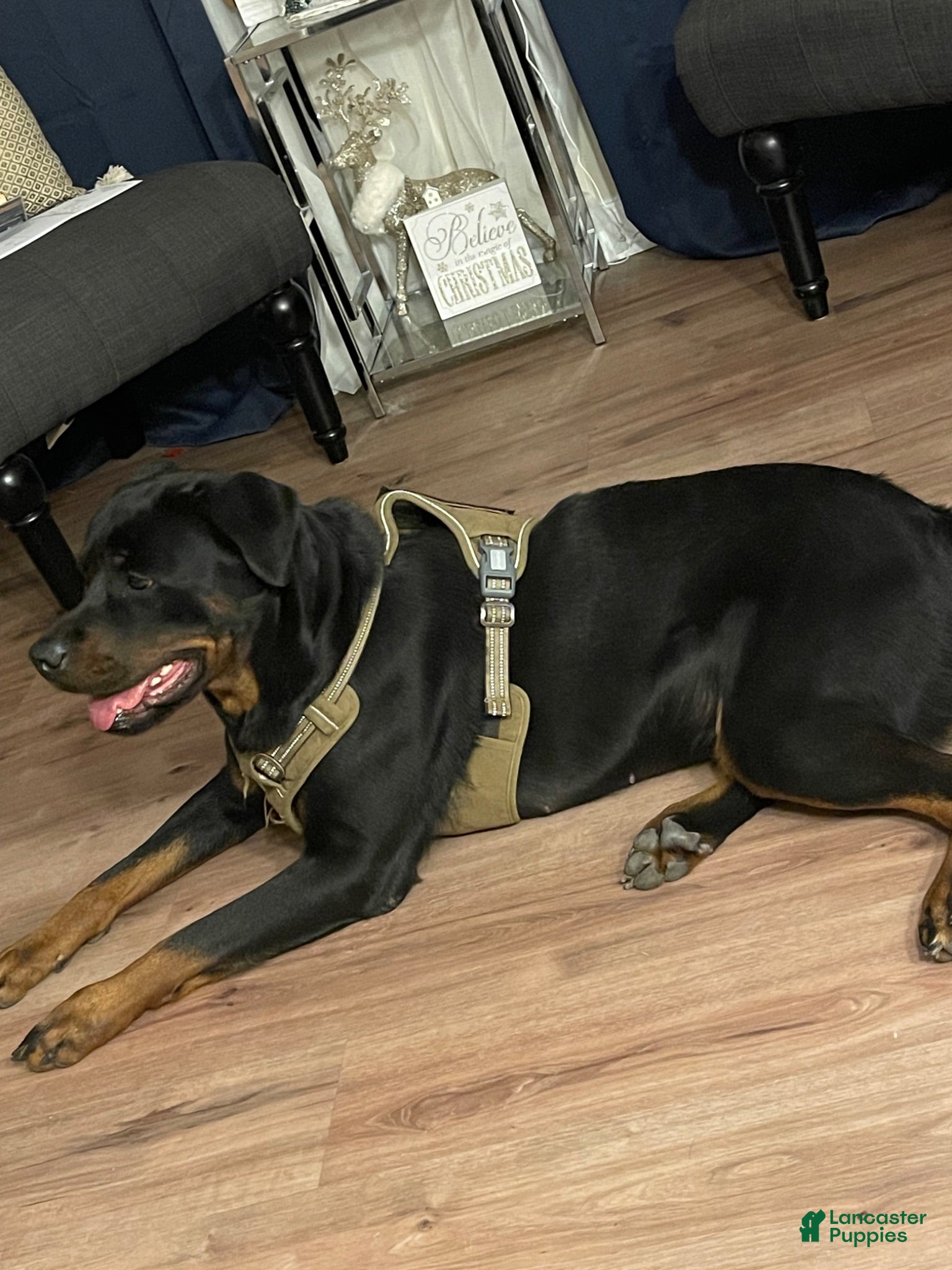 Mixed Breed dogs Mixed Breed 8 - Ad 2