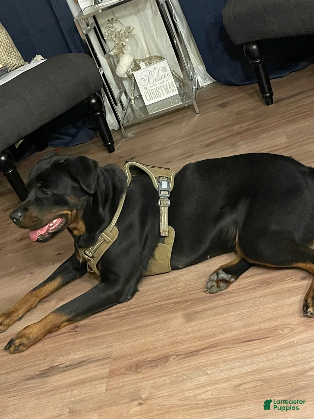 Mixed Breed dogs for sale: Mixed Breed 2 - Ad 2