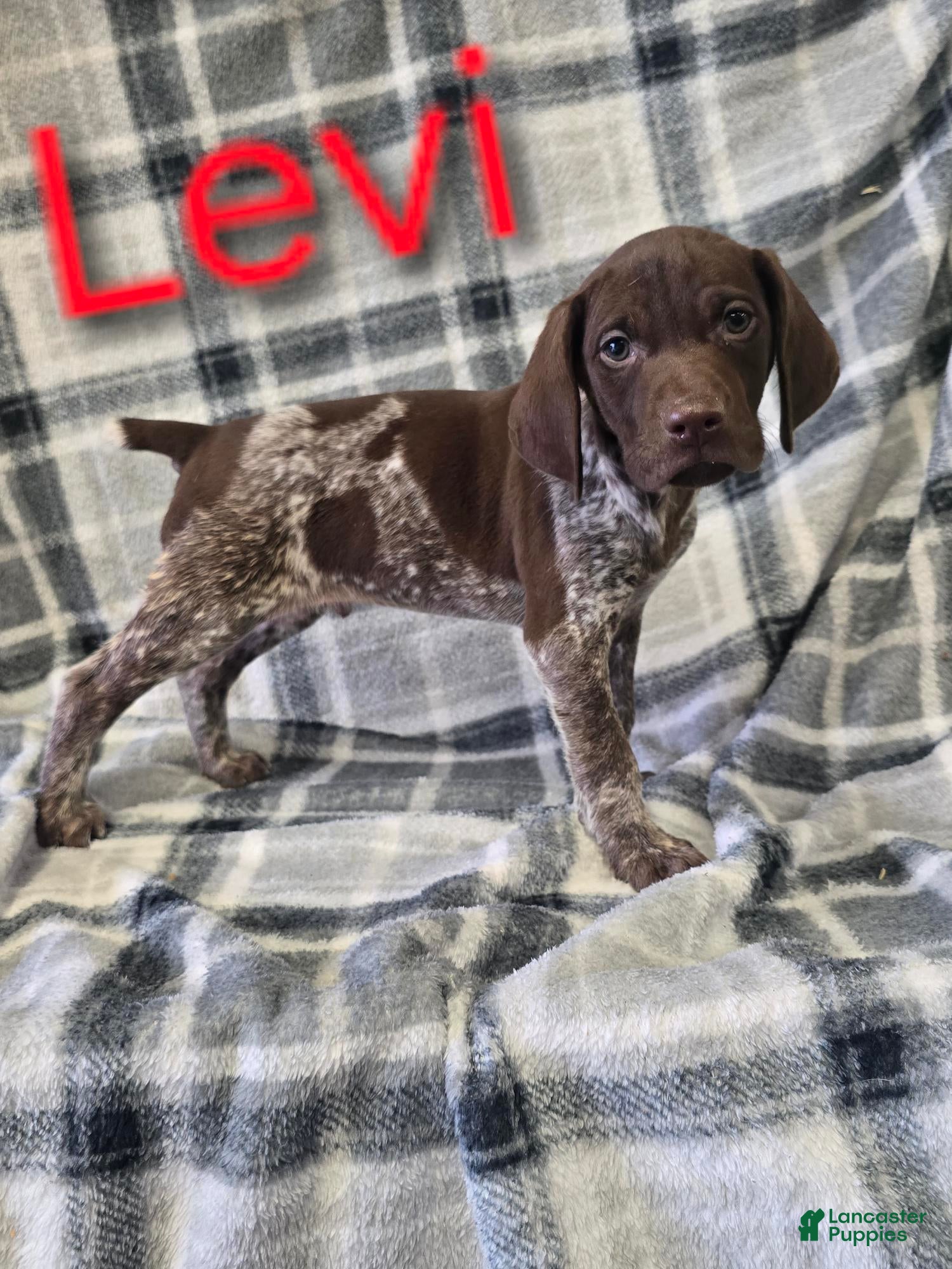 German Shorthaired Pointer dogs LEVI - Ad 16