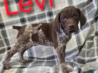 German Shorthaired Pointer dogs LEVI - Ad 16