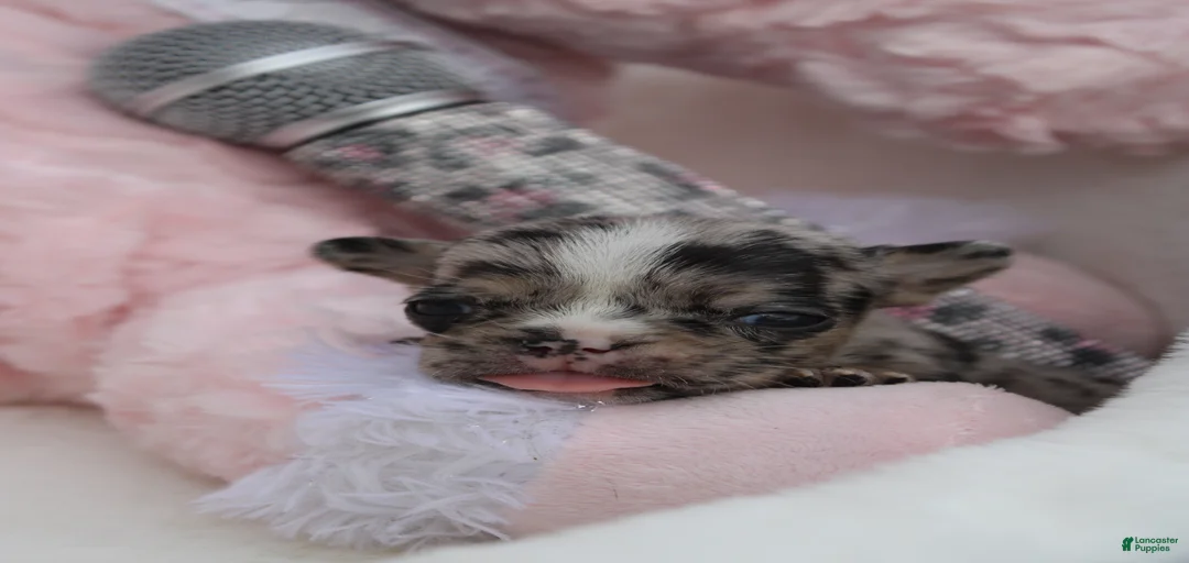 Gallery Image {{count}}