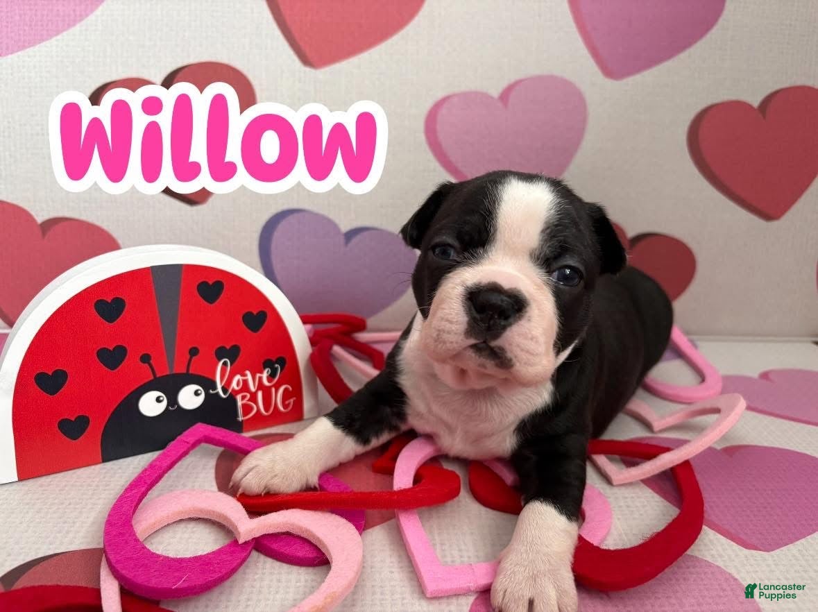 Boston Terrier dogs Boston Terrier Puppy 2 - Ad 41