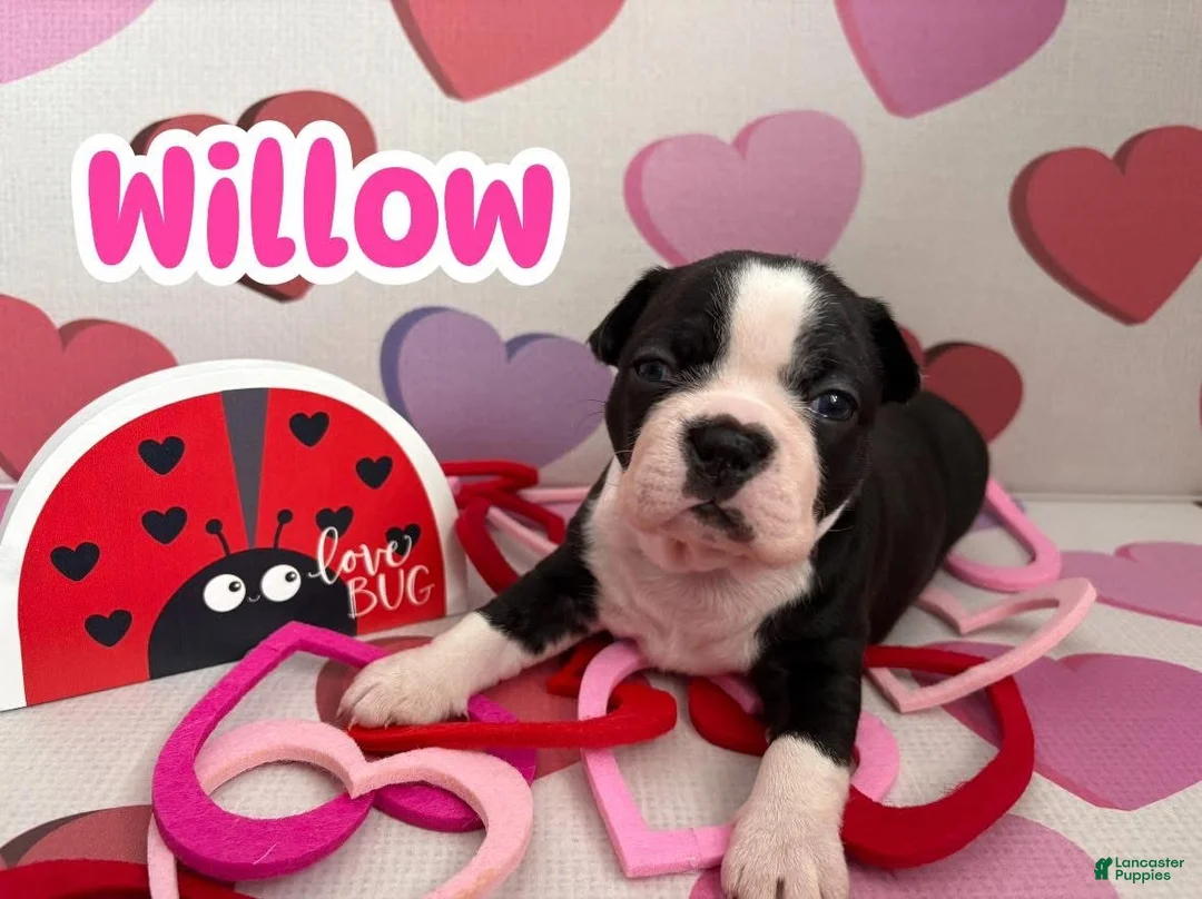 Boston Terrier dogs for sale: Boston Terrier Puppy 2 - Ad 1