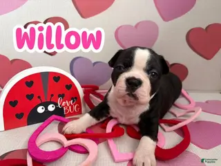 Boston Terrier dogs Boston Terrier Puppy 2 - Ad 41