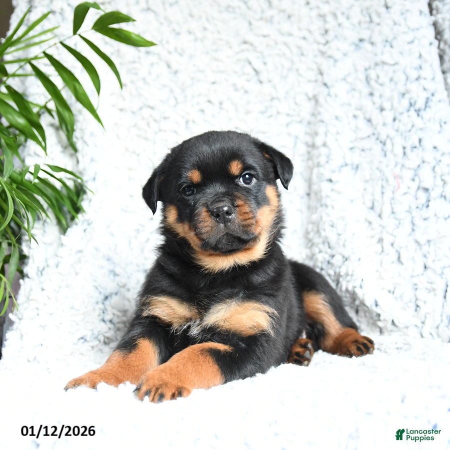 Rottweiler dogs Zinnia - Ad 28