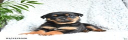 Rottweiler dogs for sale: Zinnia - Ad 1