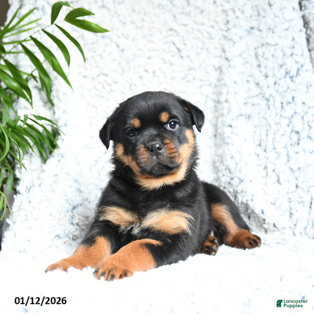 Rottweiler dogs for sale: Zinnia - Ad 1