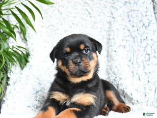 Rottweiler dogs Zinnia - Ad 34