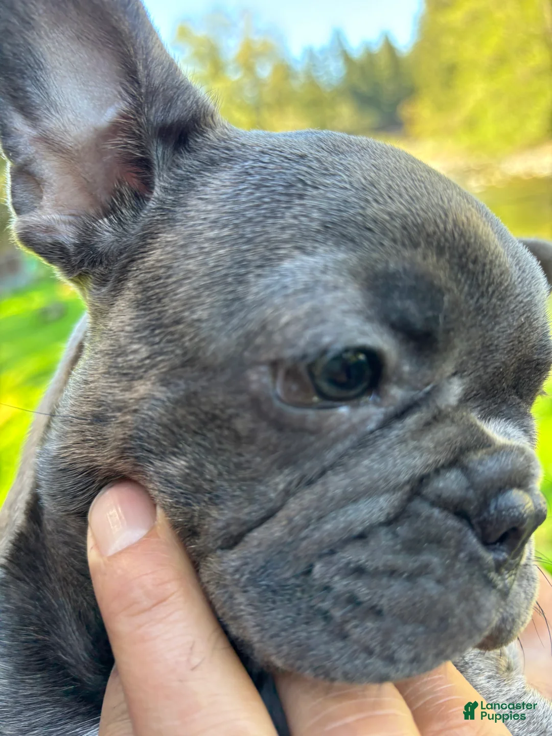 Frenchton dogs for sale: Maya - Ad 2