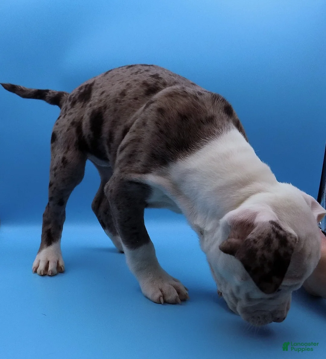 Mixed Breed dogs for sale: Lillith - Ad 5