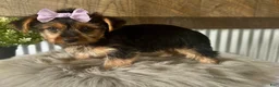 Yorkshire Terrier dogs for sale: Gabby - Ad 5