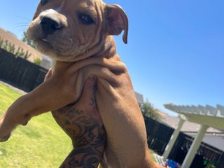 American Bully dogs - Ad 5